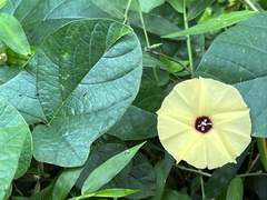 Hewittia malabarica