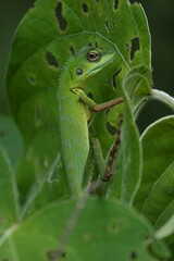 Bronchocela cristatella