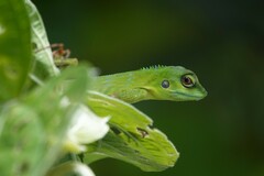 Bronchocela cristatella