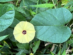 Hewittia malabarica