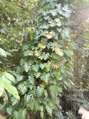 Philodendron lacerum