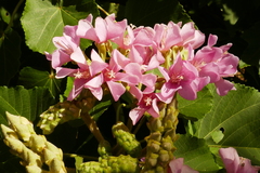 Dombeya wallichii