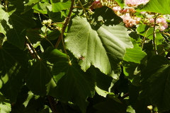 Dombeya wallichii