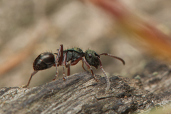 Polyrhachis hookeri