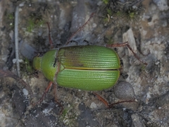 Xylonichus
