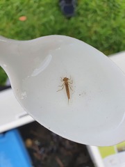 Xanthocnemis zealandica