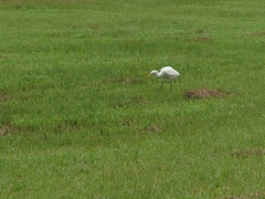 Bubulcus ibis