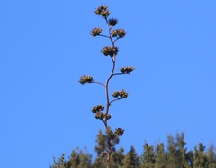 Agave chrysantha