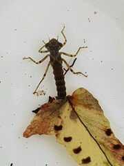 Xanthocnemis zealandica