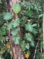 Philodendron lacerum