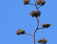 Agave chrysantha