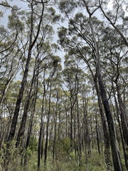 Eucalyptus obliqua