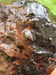 Glossiphoniidae