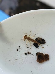 Xanthocnemis zealandica