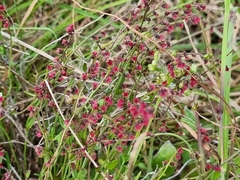 Gonocarpus tetragynus