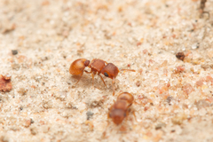 Meranoplus