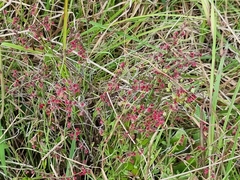 Gonocarpus tetragynus