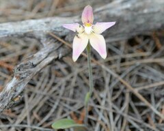 Caladenia × spectabilis