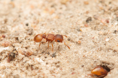 Meranoplus