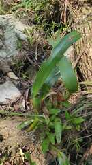 Maxillaria