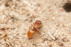 Meranoplus
