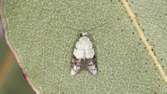 Tracholena sulfurosa