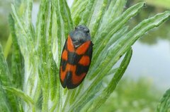 Cercopis vulnerata