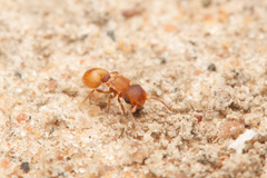 Meranoplus
