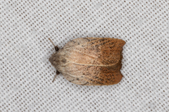 Tortricopsis pyroptis