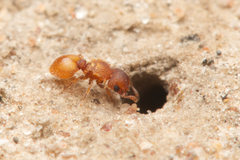 Meranoplus