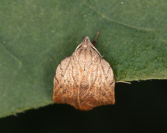 Tortricopsis pyroptis