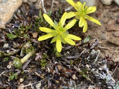 Ranunculus gracilipes