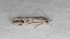 Lichenaula tuberculata