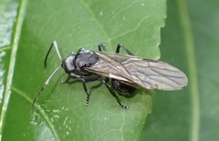 Myrmhopla