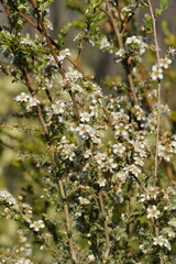 Leptospermum lanigerum