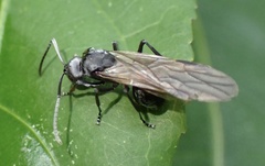 Myrmhopla