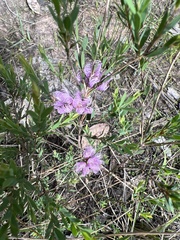Melaleuca thymifolia