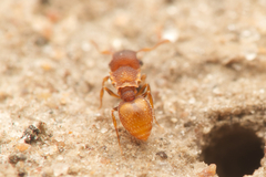 Meranoplus