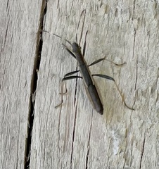 Micrelytra fossularum