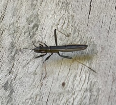 Micrelytra fossularum