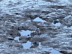 Limosa