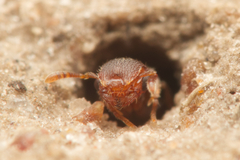 Meranoplus