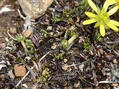 Ranunculus gracilipes
