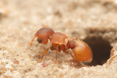 Meranoplus