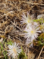 Mesembryanthemum canaliculatum