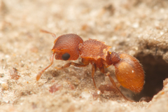 Meranoplus