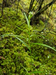 Pterostylis banksii