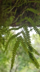 Gleichenia