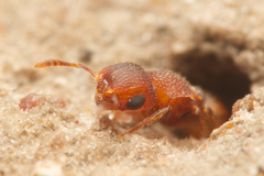 Meranoplus