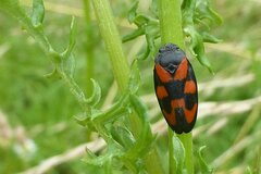 Cercopis vulnerata
